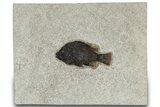 Detailed Fossil Fish (Cockerellites) - Wyoming #309852-1